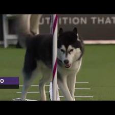 Dogs: husky vs border collie agility