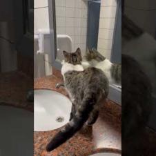 😻 😻 This cat is so smart! He points to the tap and says he's thirsty #shorts #cat #catvideos #animal