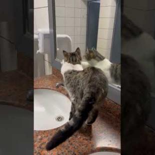 😻 😻 This cat is so smart! He points to the tap and says he's thirsty #shorts #cat #catvideos #animal