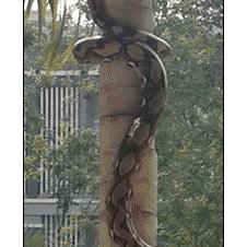 Snake-coils-itself-up-tree