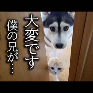 犬と猫の様子がおかしいのでついて行くと異変が...