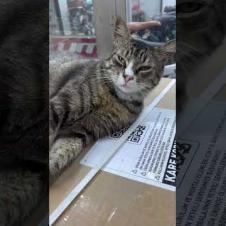 The cat that doesn't pay rent but sleeps like a king 😼💸 #shorts #streetcat #kitten #cat #adoptstrays