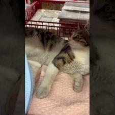 Cute runaway cat, meow #shorts  #cat #animals #kitten #cute #catshorts  #baby #kedde #matercat