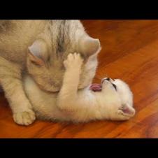 Mother cat cleaning kittens by force
