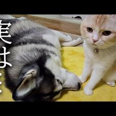 皆様に今までずっと黙っていた事があります...