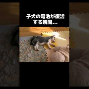 子犬の電池が復活する瞬間#shorts #子柴