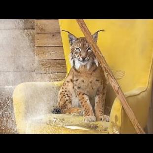 РЫСИ СПАСАЮТСЯ ПОД ДУШЕМ ОТ ЖАРЫ / Приручаю котят гибридов / Обзор кофемашины KaringBee