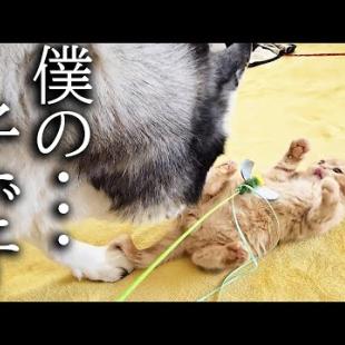振り向くと大型犬がいた時の子猫の反応がかわいすぎた...