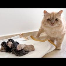 Cat Shocked by Meeting Newborn Kittens for the First Time!