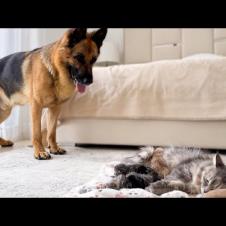 German Shepherd Meets Mom Cat with Newborn Kittens for the First Time!