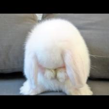 Cute Baby Bunny Washing Her Face