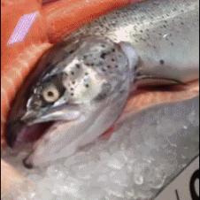 죽은 물고기에 대한 반응