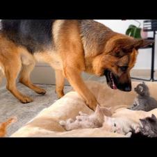 Tiny Kittens Occupying German Shepherd's Bed and Refuses to Leave