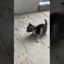 Dramatic Story of Mother Cat and Her Kitten 💔 #shorts #kitten#cat #catvideo #cute #animals #kitty