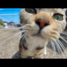 道路脇で寝ていたのに人が来るとわかると道に出てきてモフられる猫がかわい過ぎる