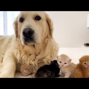 Tiny Kittens Think a Golden Retriever is Their Mother