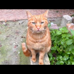 The orange cat was so excited to see me, it purred so sweetly