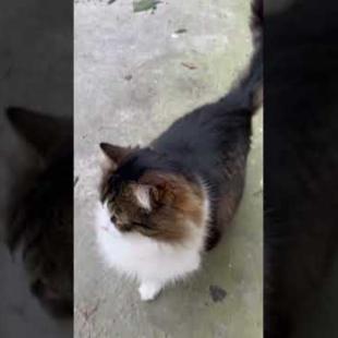 Fat street cat chases after her cat friends #shorts #catshorts #cat #cats #catlover #cute
