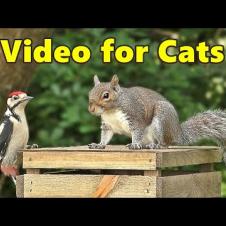 Videos for Cats to Watch ~ Garden Birds and Squirrels Watch