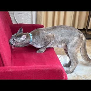 РЕАКЦИЯ ПУМЫ НАЛЫ НА ДИВАН / Рысенок Изюм соскучился по Ханне