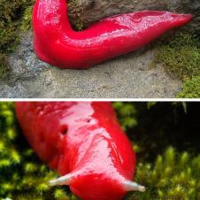 Red Slug