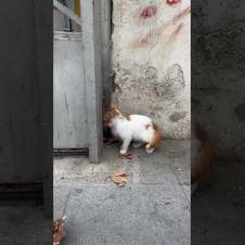 Kitten; See you later, I ran away 😂🐾 #shorts #kitten #cat #catlove #cute #animals