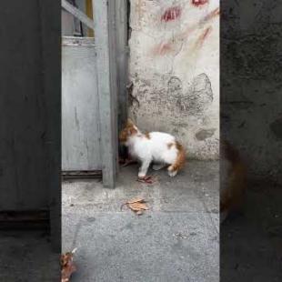 Kitten; See you later, I ran away 😂🐾 #shorts #kitten #cat #catlove #cute #animals