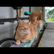 昼休みは体育館裏に集まる茶トラ猫小学校の生徒たち