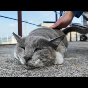 頭を撫でるとすぐにゴロンゴロン寝転がる港の猫がかわい過ぎる