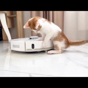 Kitten vs Robot Vacuum