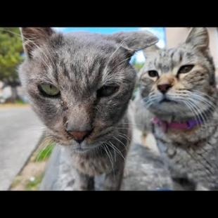 漁港を歩いていると付いてくる猫ちゃん、途中から次々と合流してきて行列になる
