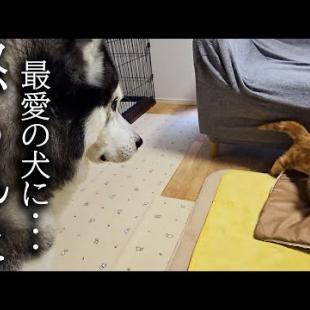 初めてハスキー犬に怒られた子猫はこうなっちゃいました...