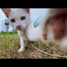 草むらで見かけた白猫ちゃんがかわいすぎた