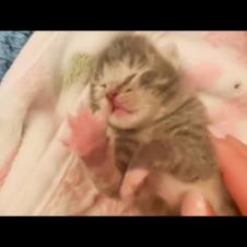 Meet Benny The Rescued Sweetest Tiny Kitten