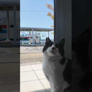 フェリー乗り場が縄張りのハチワレ猫ちゃん、待合室に人が来ると隣に座って撫でさせる
