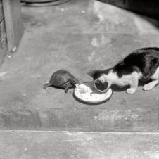 밥을 나눠 먹고 있는 거북이와 고양이