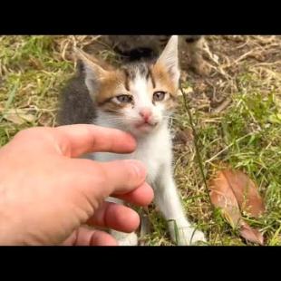 Funny moments when a kitten plays with the mother cat's tail