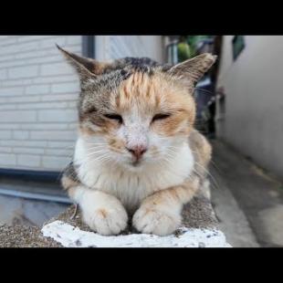 【週刊感動猫動画 2025/10/2w】今週撮った未公開猫動画まとめて公開-unreleased video of this week-
