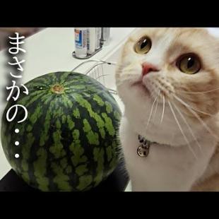 生まれて初めて自分より大きいスイカを食べた猫と犬達の反応がこちら