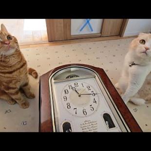 からくり時計が突然開いた時の猫たちの反応がかわいすぎた...