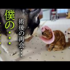 手術後初めてハスキー犬に再開して涙を流し喜ぶ子猫に胸が締め付けられました...