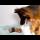 German Shepherd Confused by Newborn Baby Kittens