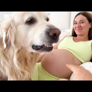 Golden Retriever Protects Pregnant Woman