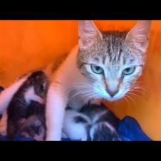 The mother cat covers her kittens like a shield, protecting them with affection