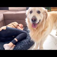 Golden Retriever Reaction to the Human Mom Occupying his Bed!