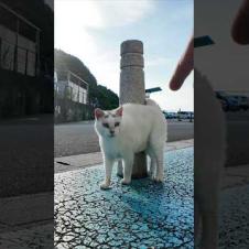 おでこに「λ」マークの猫にちゅーるあげたら可愛すぎた！