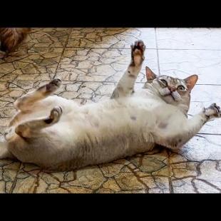 СПАСЕННАЯ РЫСЬ РАСКРИЧАЛАСЬ / Гости выбирают котёнка гибрида