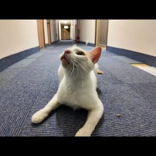 【猫ホテル】廊下にも猫が。。。しかも超人懐っこい!