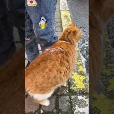 Orange street cat is very surprised to see a snowball #shorts#catshorts #kitten #cute #cat #catlover