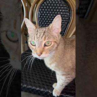 Did he say meow? This tabby is practically talking to me! 😂🐈 #catsoftiktok#catshorts, #cats, #kitten